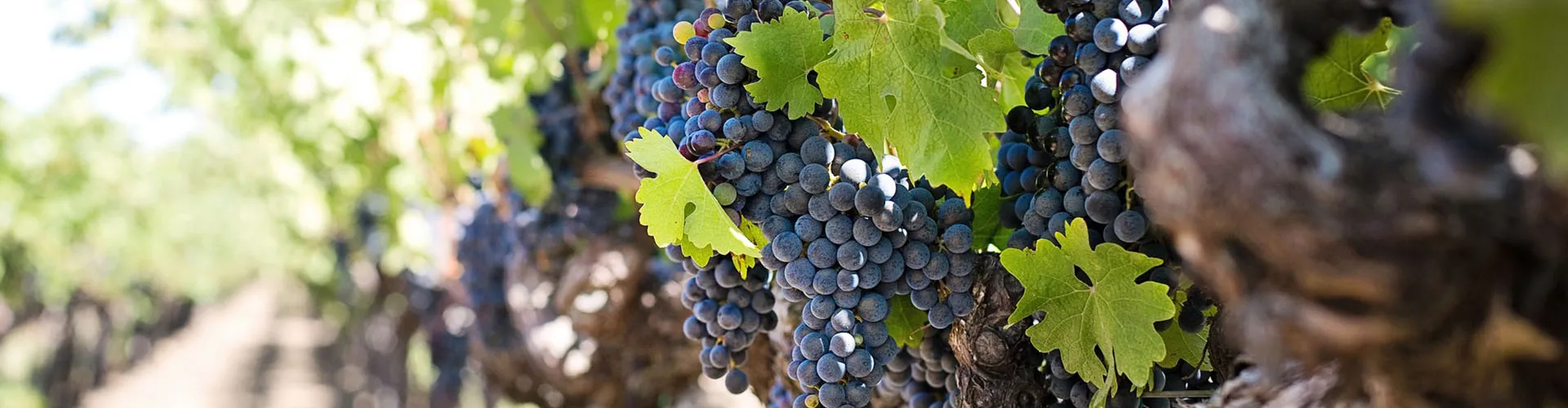 Amuser un voyage de jour dans la région du&nbsp;Penedes,&nbsp;Priorat,&nbsp;Montsant&nbsp;ou Alella.