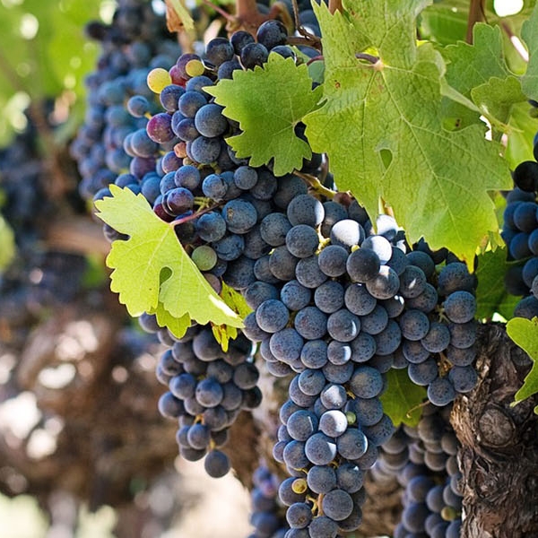 Amuser un voyage de jour dans la région du&nbsp;Penedes,&nbsp;Priorat,&nbsp;Montsant&nbsp;ou Alella.