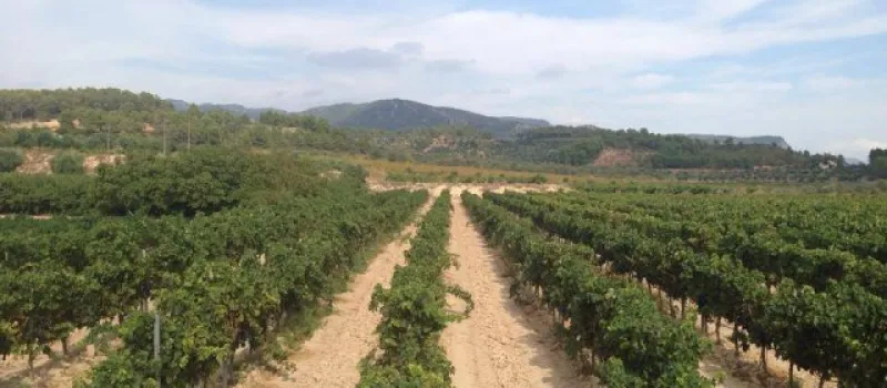 Montsant / Priorat 
